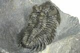 Double Coltraneia Trilobite Fossil - Huge Faceted Eyes #363238-9